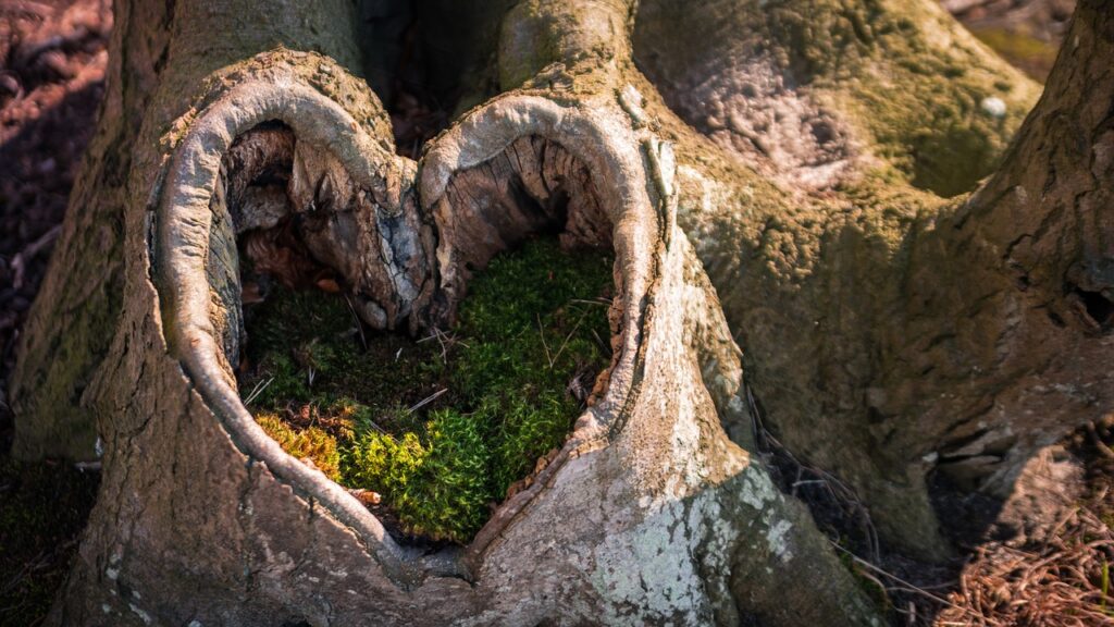 Cœur formé dans un tronc d’arbre symbolisant l’harmonie et le bien-être naturel