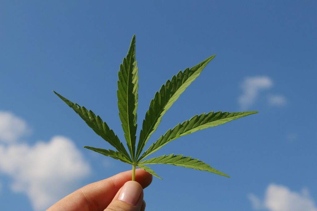 Feuille de chanvre utilisée pour extraire le CBD, une solution naturelle et efficace contre les douleurs.