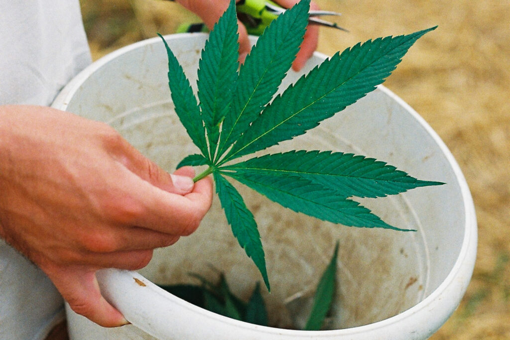 Feuille de chanvre utilisée pour produire le CBD.