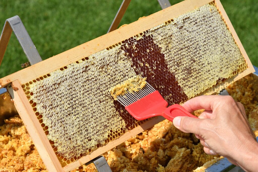 Extraction artisanale de miel à partir d’un cadre de ruche, illustrant la pureté des ingrédients naturels.