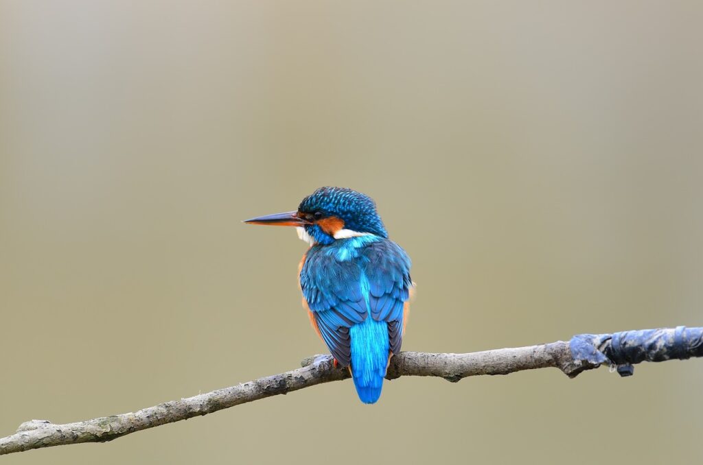 Un oiseau perché sur une branche symbolisant la sérénité et le bien-être naturel.