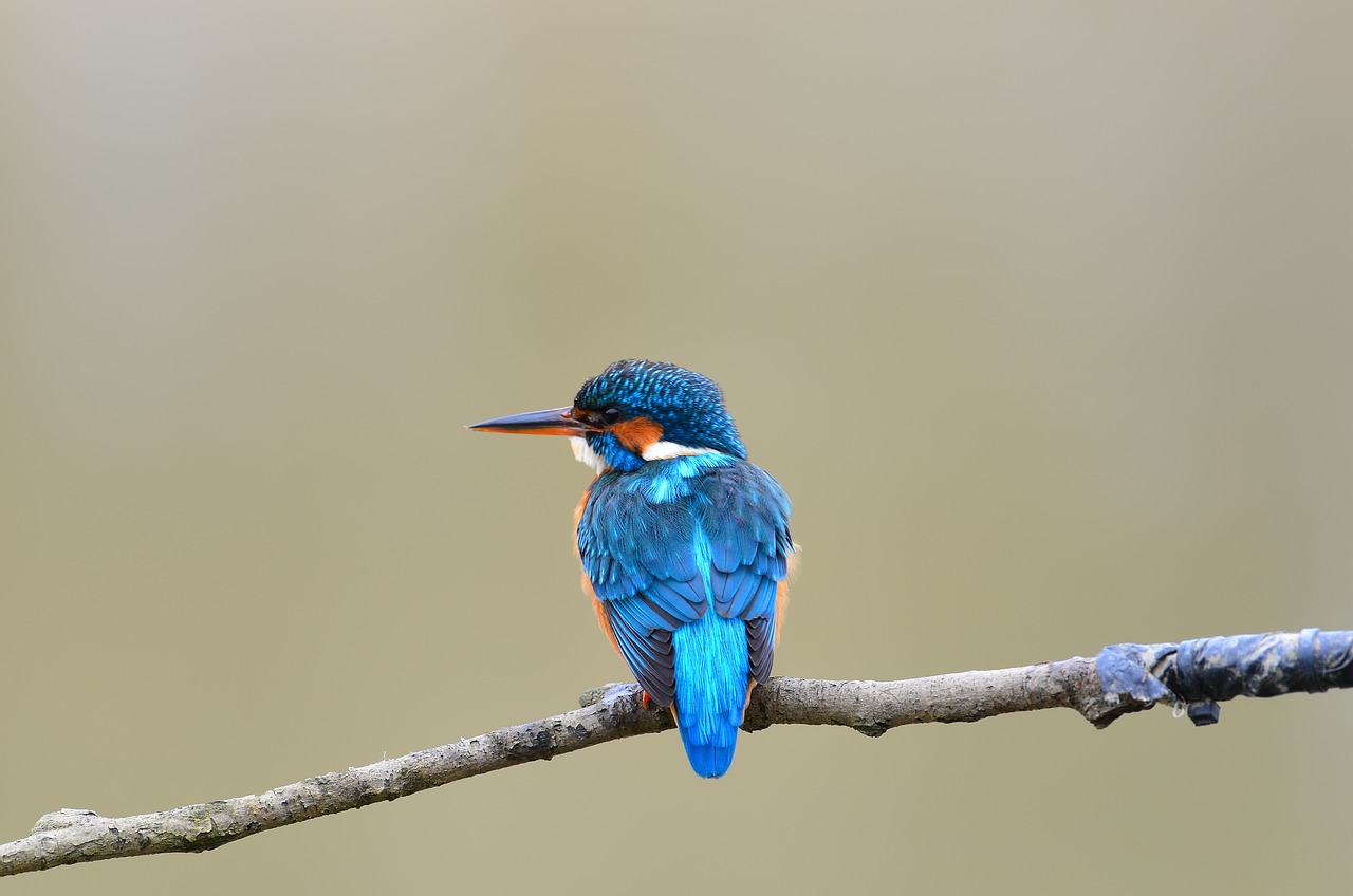 Un oiseau perché sur une branche symbolisant la sérénité et le bien-être naturel.