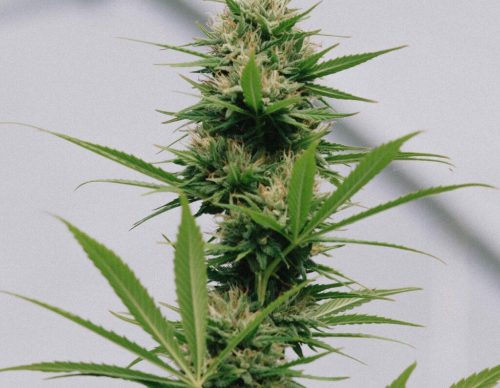 Plante de cannabis cultivée pour ses propriétés thérapeutiques.